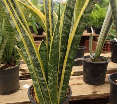﻿🚫 Sanseveria trifasciata 