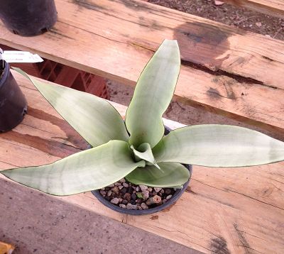 ﻿🚫 Sanseveria trifasciata 