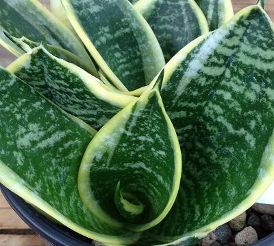 ﻿﻿🚫 Sanseveria dwarf 