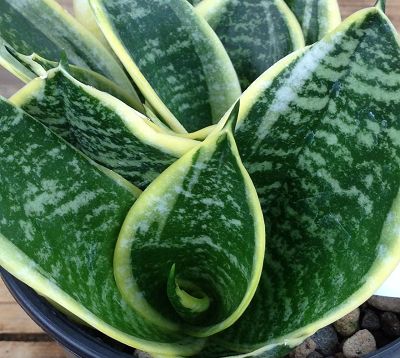﻿🚫 Sanseveria dwarf 