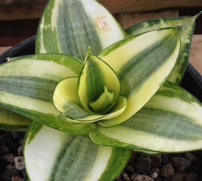 ﻿﻿🚫 Sanseveria trifasciata 