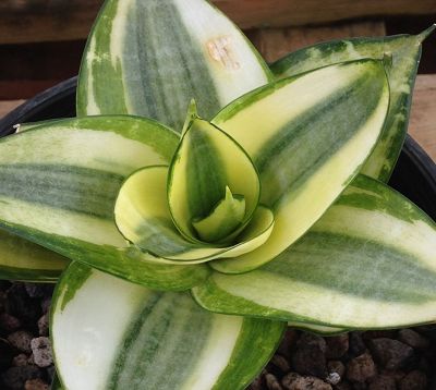﻿🚫 Sanseveria trifasciata 