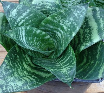 ﻿🚫 Sanseveria trifasciata 