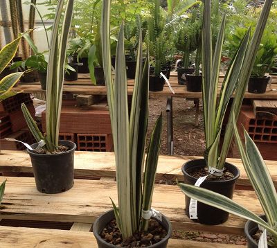 ﻿🚫 Sanseveria trifasciata variegata 