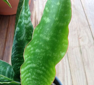 Sanseveria dwarf samurai - Sansevière naine samurai