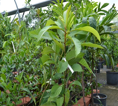 Pouteria zapota - Sapote de Cuba