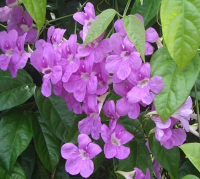 Arrabidaea saritea magnifica - Saritea - Bigoniacées