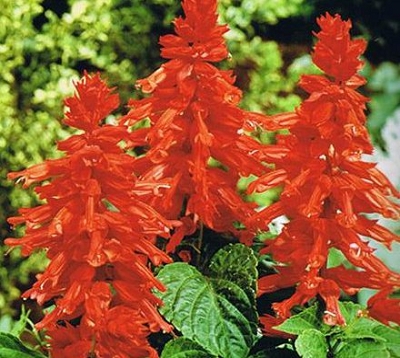 Salvia splendens - Sauge ornementale