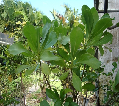 Scaevola taccada - Scaevola