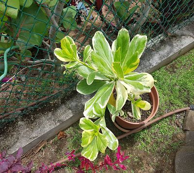 Scaevola taccada - Scaevola panaché