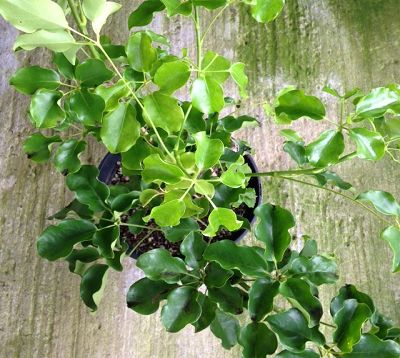 Schefflera elliptica - Schefflera feuilles élliptiques