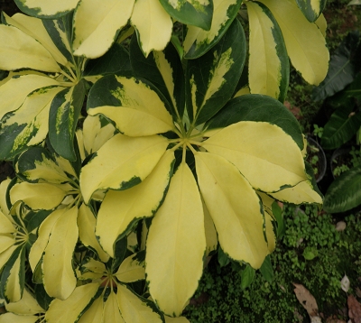 Schefflera arboricola variegata - Schefflera panaché arbustif