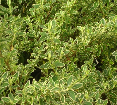 Serissa foetida - Serissa foetida
