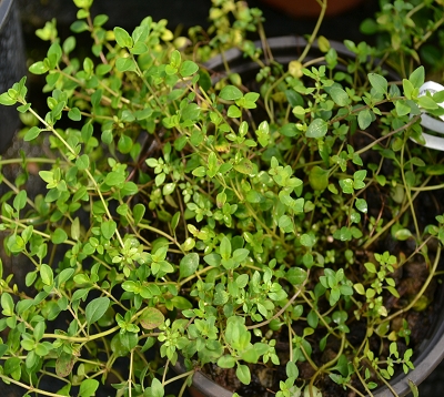 Thymus serpyllum - Serpolet