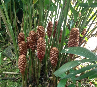 Zingiber zerumbet - Shampoo Ginger