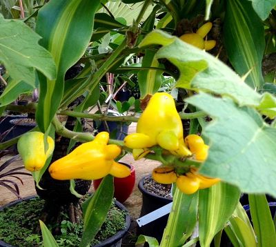 Solanum mammosum - Morelle mammée