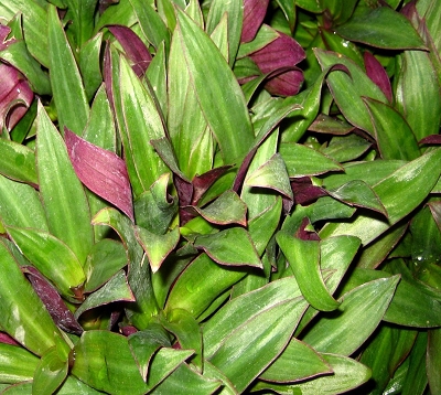 Rhoeo spathacea - Sonde - Rhoeo