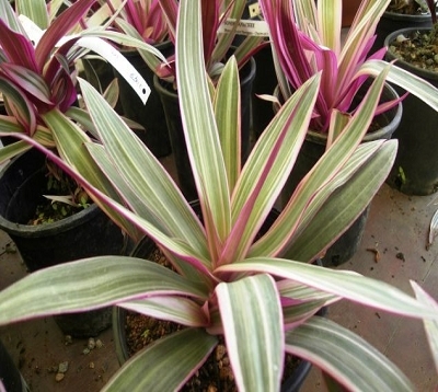 Rhoeo discolor variegata - Sonde panachée