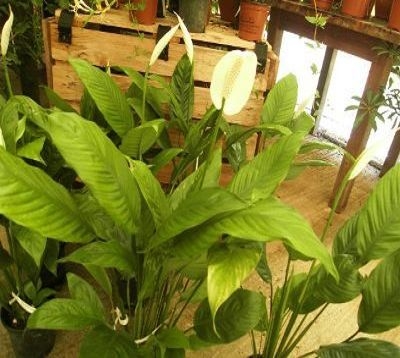 Spathiphyllum - Spathiphyllum