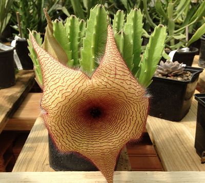 Stapelia gigantea - Stapelia gigantea
