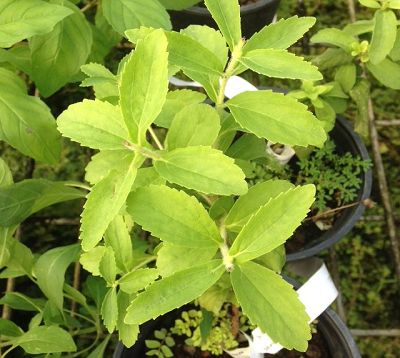 Stevia rebaudiana - Stévia