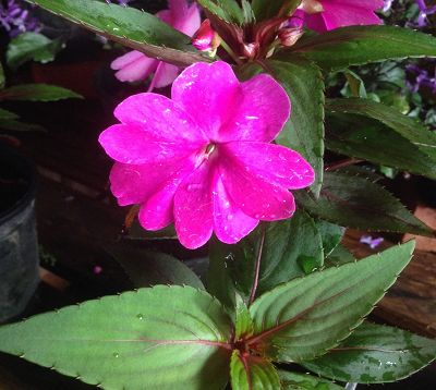 Impatiens 