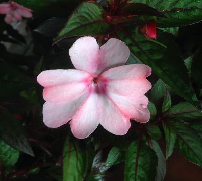 Impatiens 