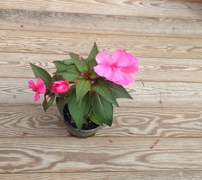 Impatiens 