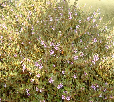 Sutera cordata - Sutera