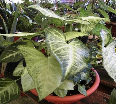 ﻿🚫 Syngonium podophyllum - Syngonium