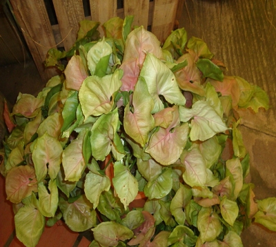 ﻿🚫 Syngonium podophyllum - Syngonium rose