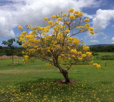 Tabebuia argentea - Tabebuia argentea