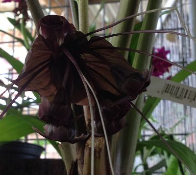 Tacca chantrieri - Plante Chauve-souris