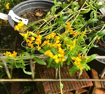 Tagetes lucida - Tagetes lucida