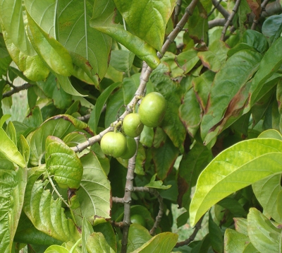 Vangueria madagascarensis - Tamarinier des Indes