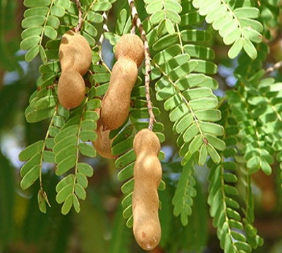Tamarindus indica - Tamarinier