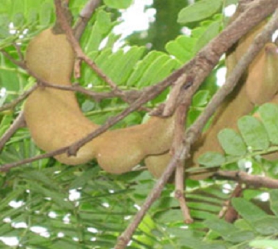 Tamarindus indica - Tamarinier long