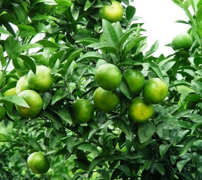 Citrus X tangerina X sinensis murcott - Tangor murcott