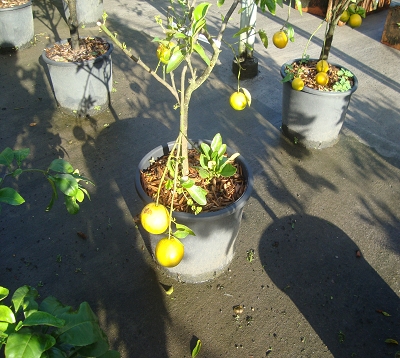 Citrus X tangerina X sinensis ortanique - Tangor ortanique