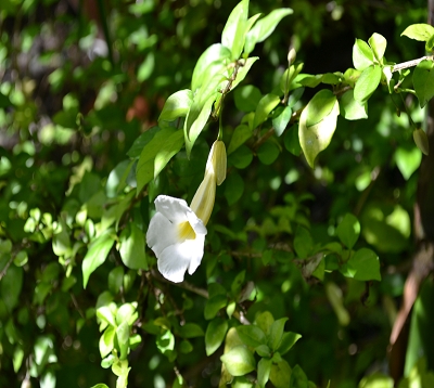 Thunbergia erecta variegatum - Thunbergia erecta blanc