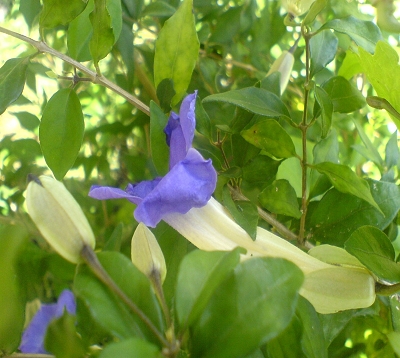 Thunbergia erecta - Thunbergia erecta bleu