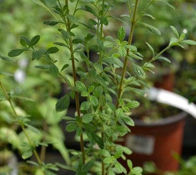 Lippia micromera schauer - Ti-thym