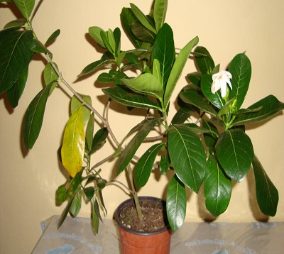 Gardenia taitensis - Tiaré