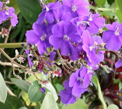 Tibouchina grandifolia - Tibouchina grandes feuilles