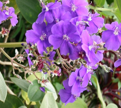 Tibouchina grandifolia - Tibouchina grandes feuilles