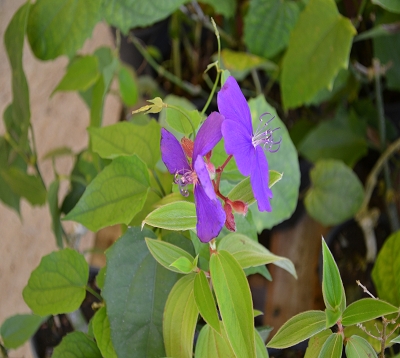 Tibouchina urvileana - Tibouchina petites feuilles