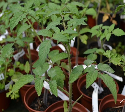 Lypopersicon esculentum - Tomate cerise