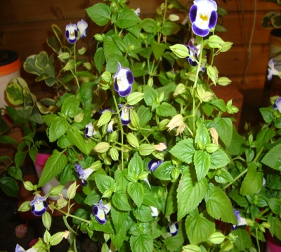 Torenia - Torenia