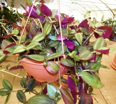 Tradescantia zebrina - Misère