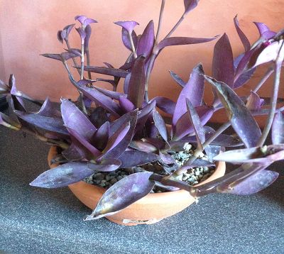 Tradescantia pallida - Misère pourpre